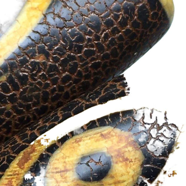 Phoenix Eye Agate Talisman